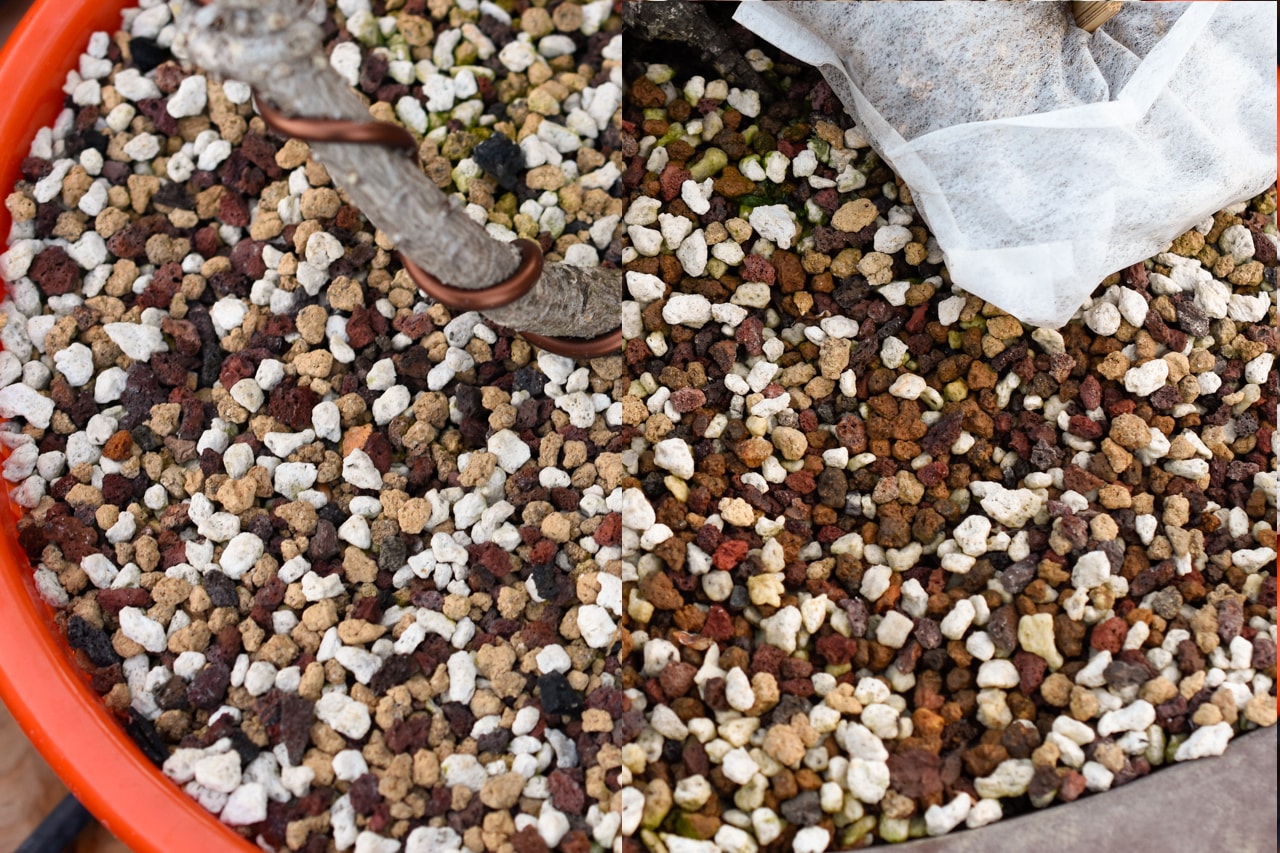 Robert lopshire / e+ / getty images staining and soiling are often believed to be interchangeable terms. How To Evaluate Bonsai Water Needs Bonsai Tonight