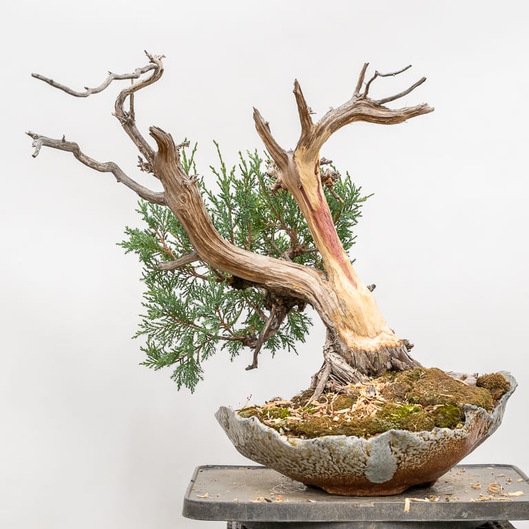 Rocky Mountain Juniper First Wiring Bonsai Tonight
