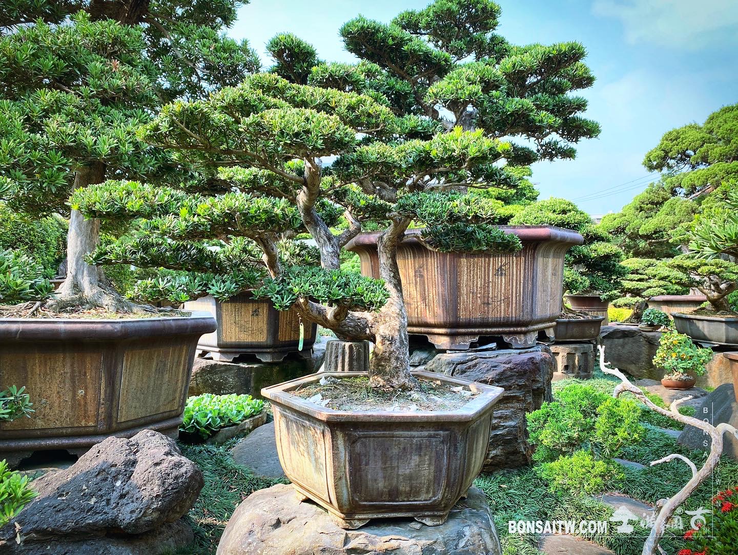 九重葛- 滿峯園．BONSAITW