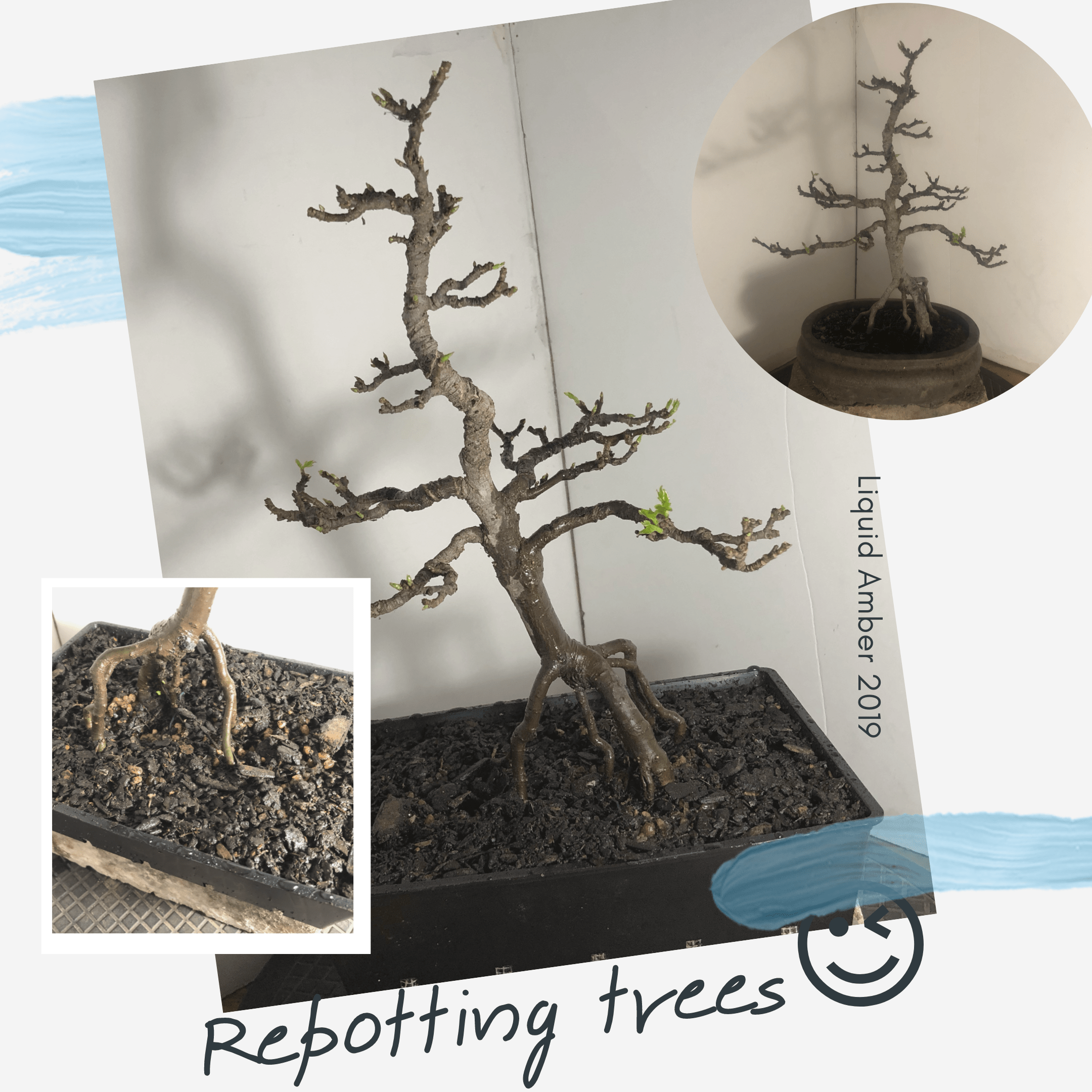 Flowering Bonsai Tree Bao Family Garden Shexian Anhui China Stock Photo Alamy