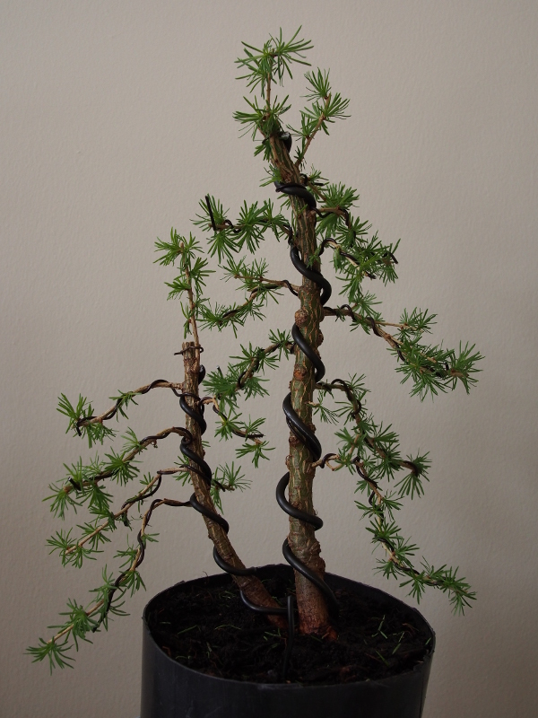 Double Trunk Larch Bonsai Workshop