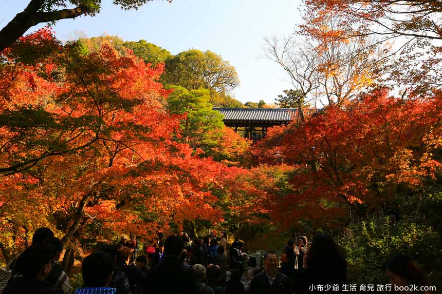 京都賞楓景點 東福寺 賞楓第一名所 紅葉見頃美不勝收阿