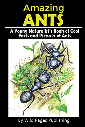 Amazing ants