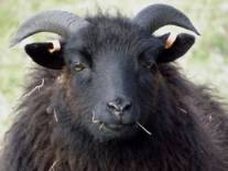 sheep