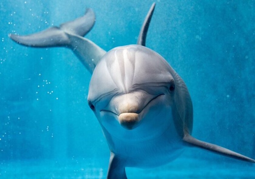 Dolphin House Snorkeling Trip
