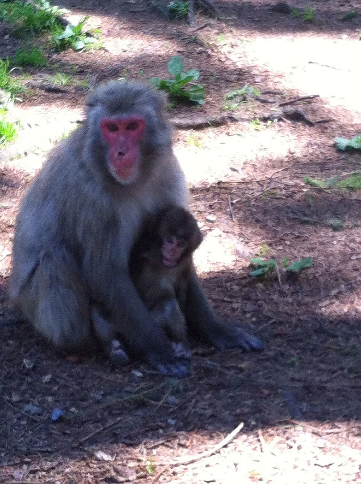 affe1