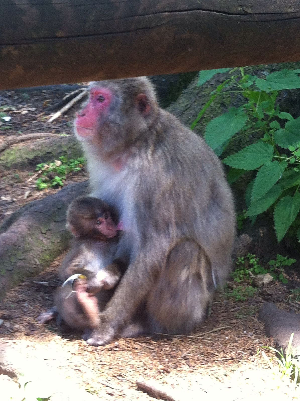 affe2