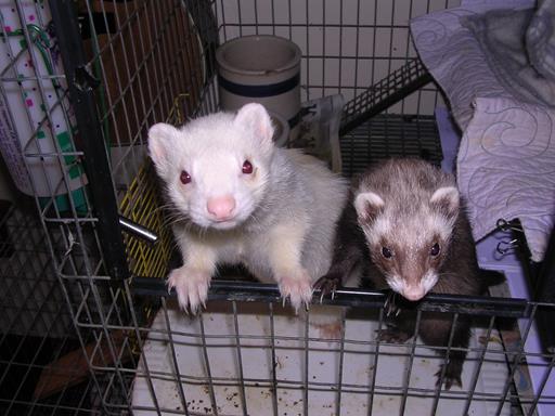 ferrets