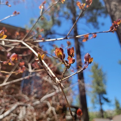 tree 2
