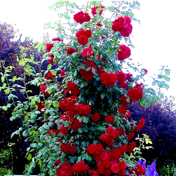 Z Rose (15)