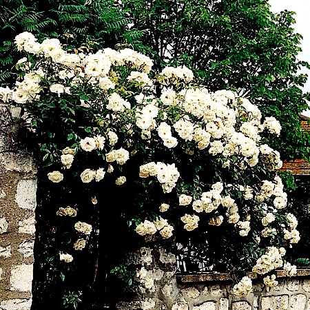 Z Rose (16)