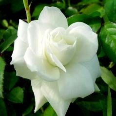 Z Rose (2)