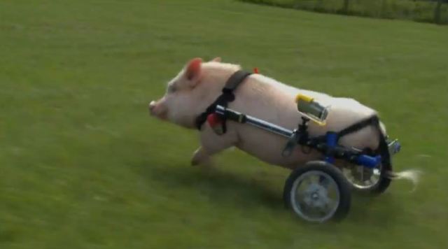 bionic pig