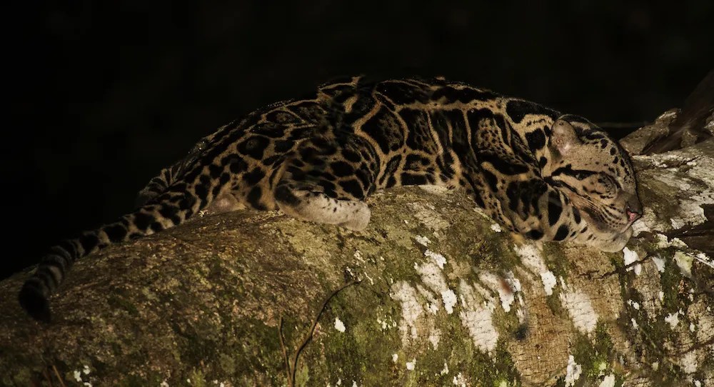 Clouded Leopard at Deramakot Forest Reserve