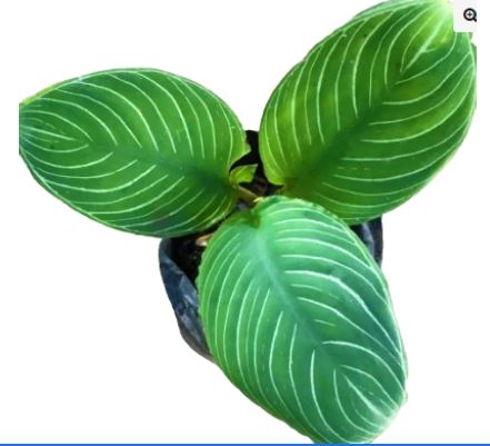 Schismatoglottis Pseudohatchii Chevron - Borneo Aquatic