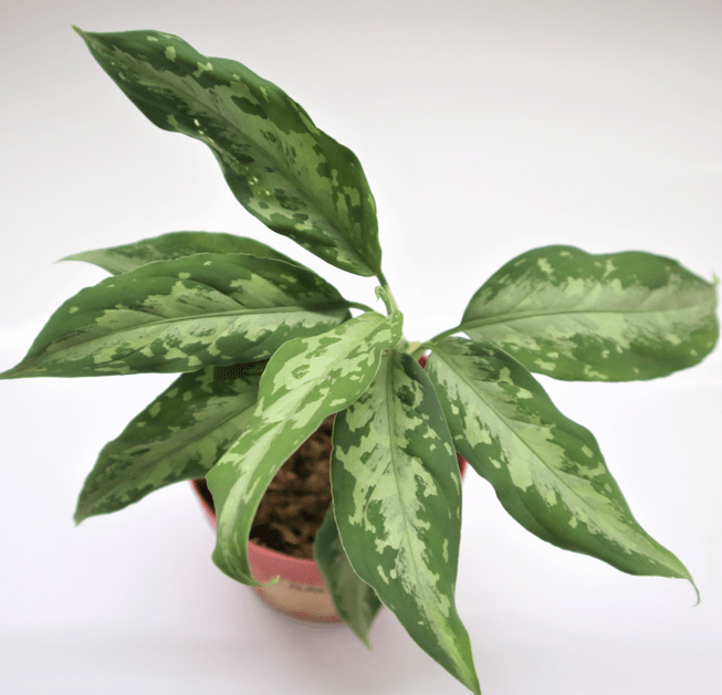 Aglaonema pictum from Aceh TZ便＞Aglaonema Pictum Aceh 【T-031118