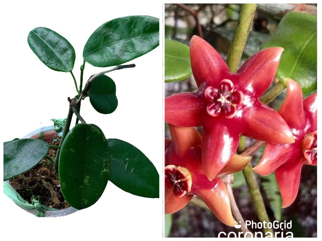 Hoya Coronaria Blume