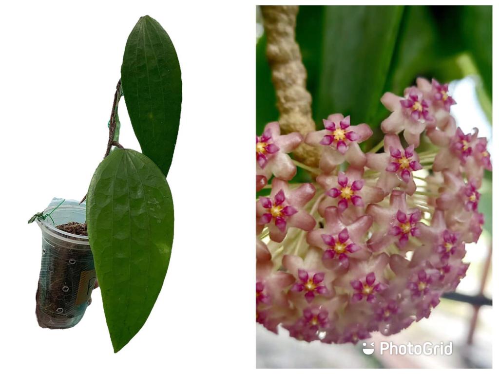 Hoya Polystachya