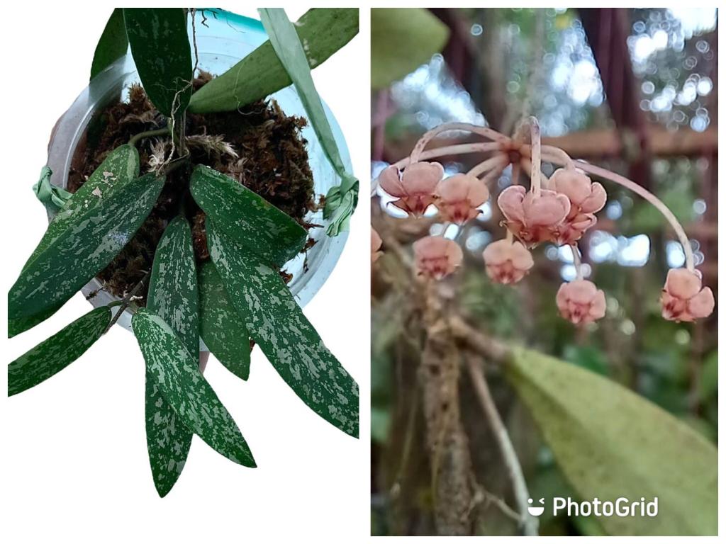 Hoya Sigillatis
