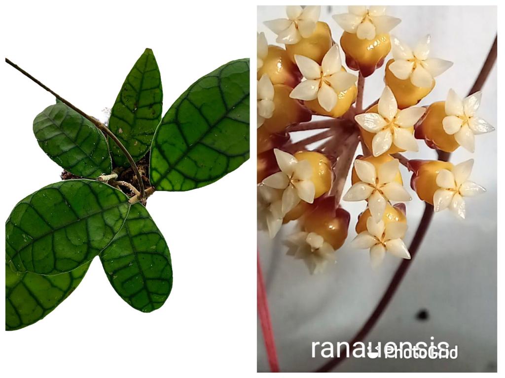 Hoya Ranuensis