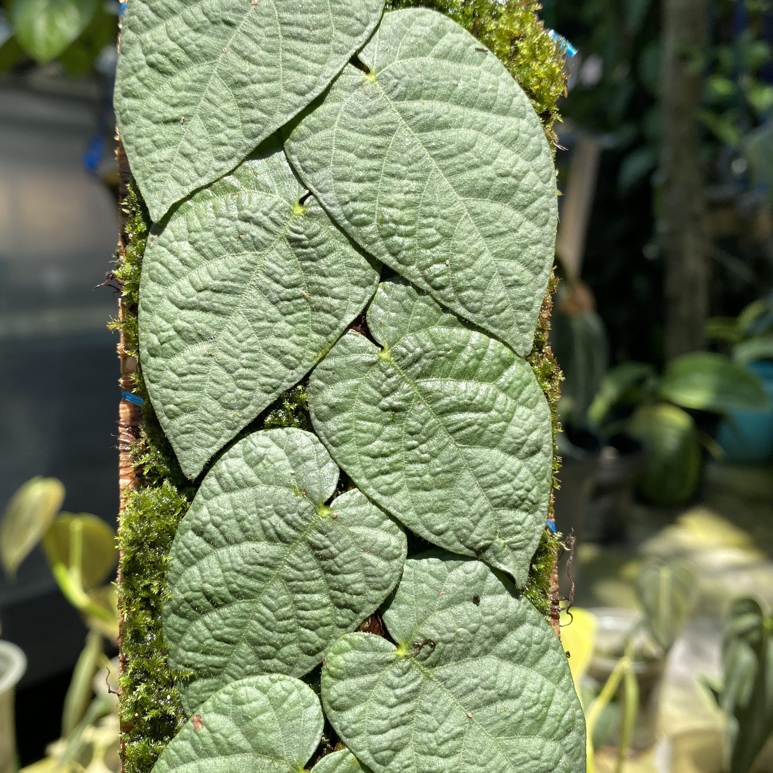 Ficus Villosa Silver