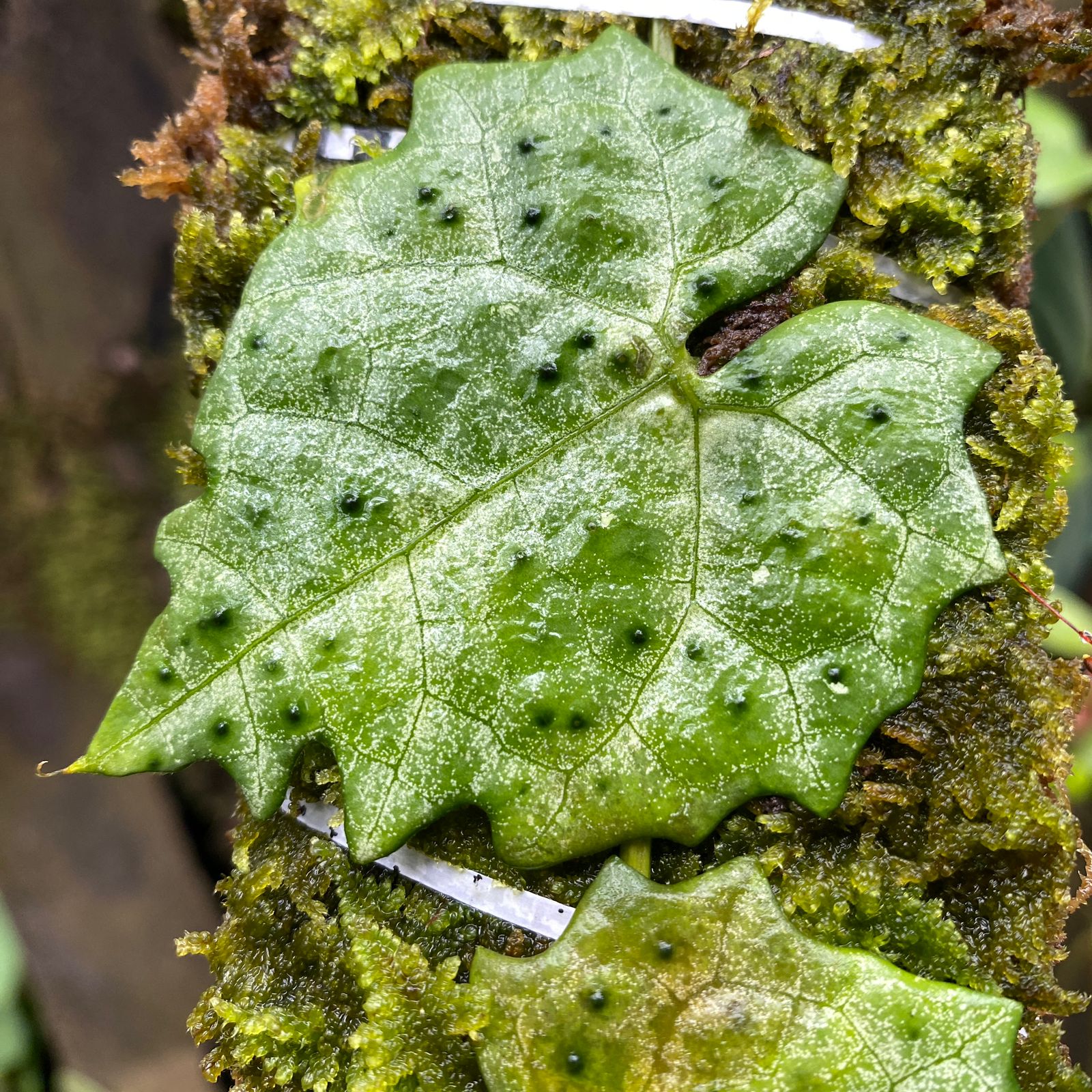 Piper sp Kalbar - Image 3