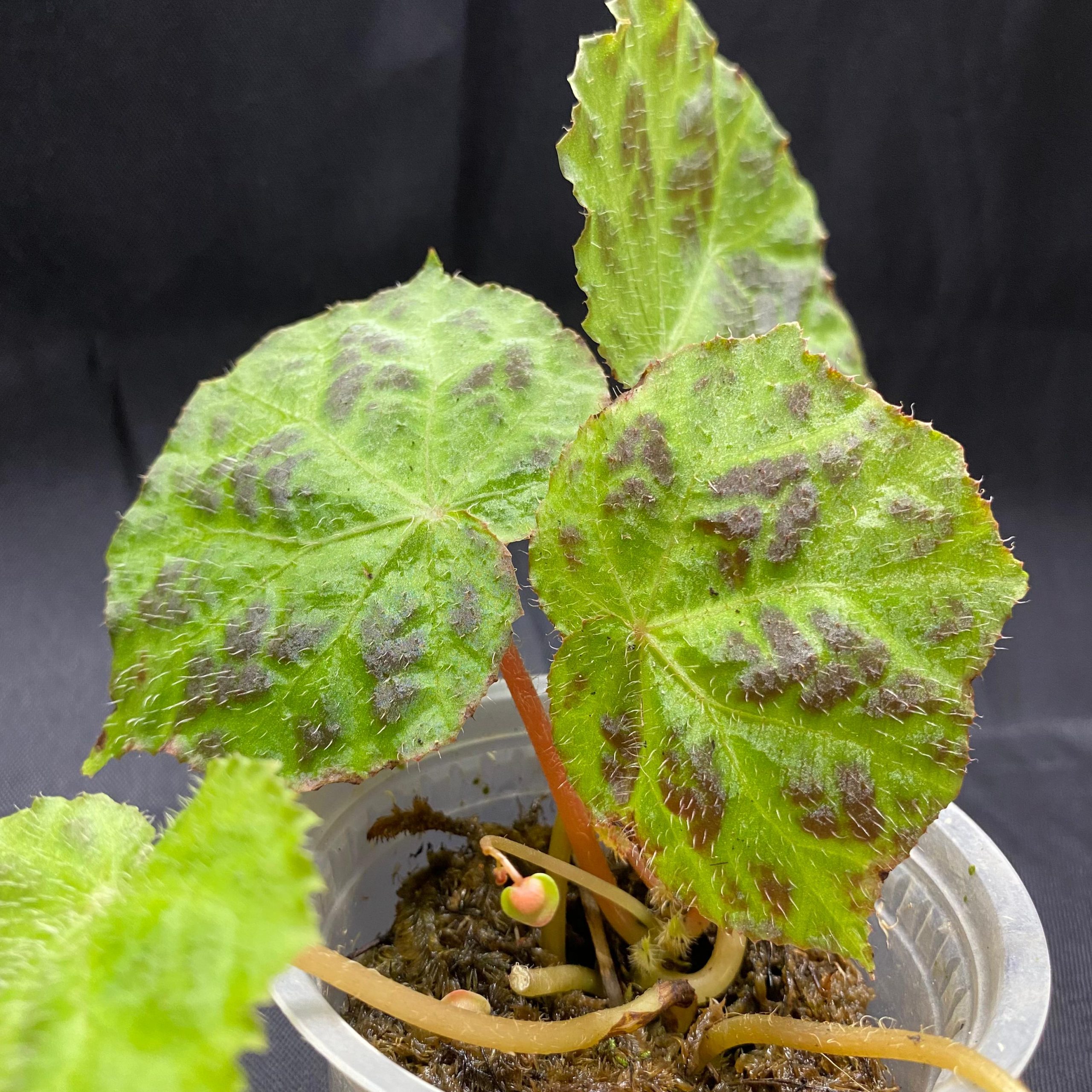 Begonia Tuberculosa - Image 2