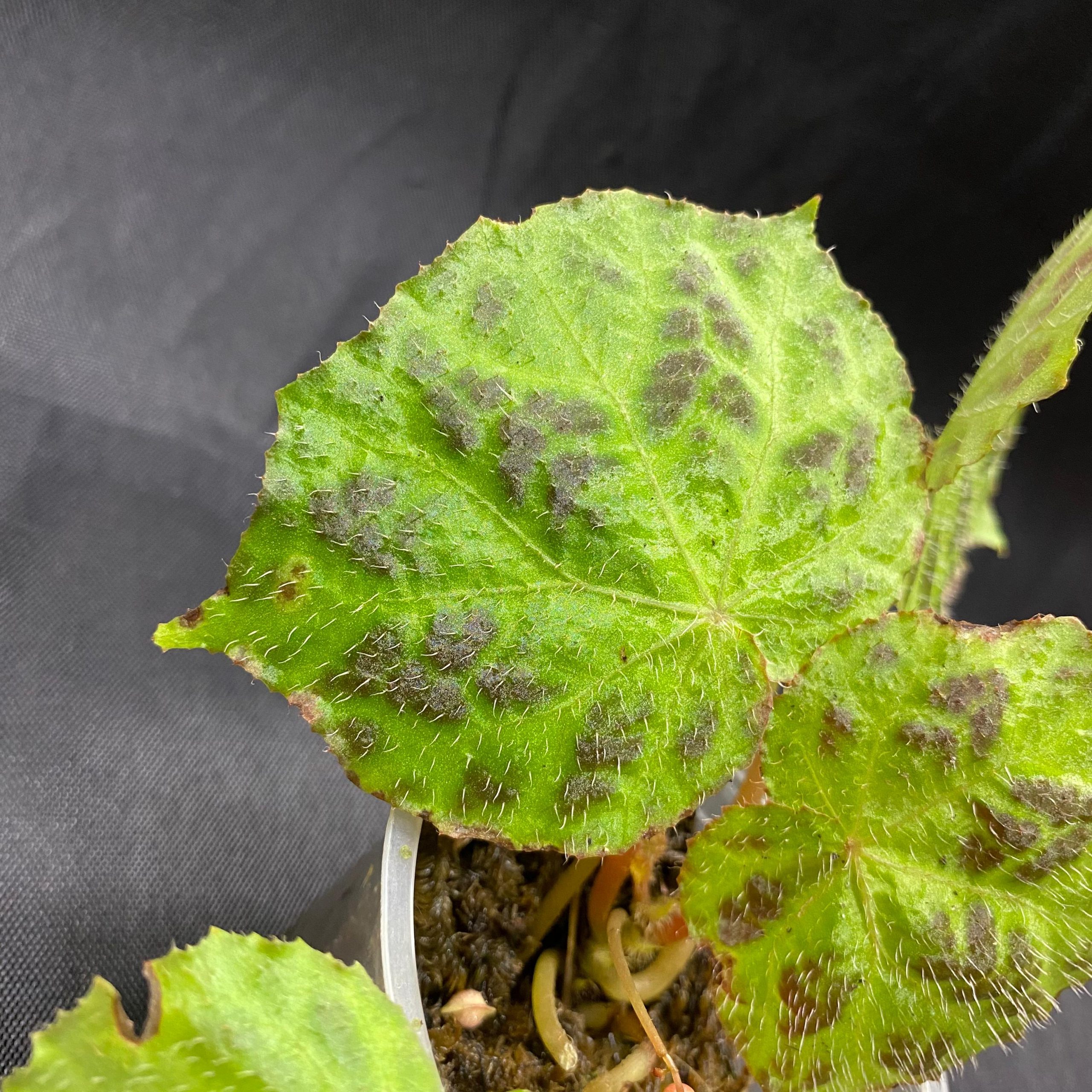 Begonia Tuberculosa