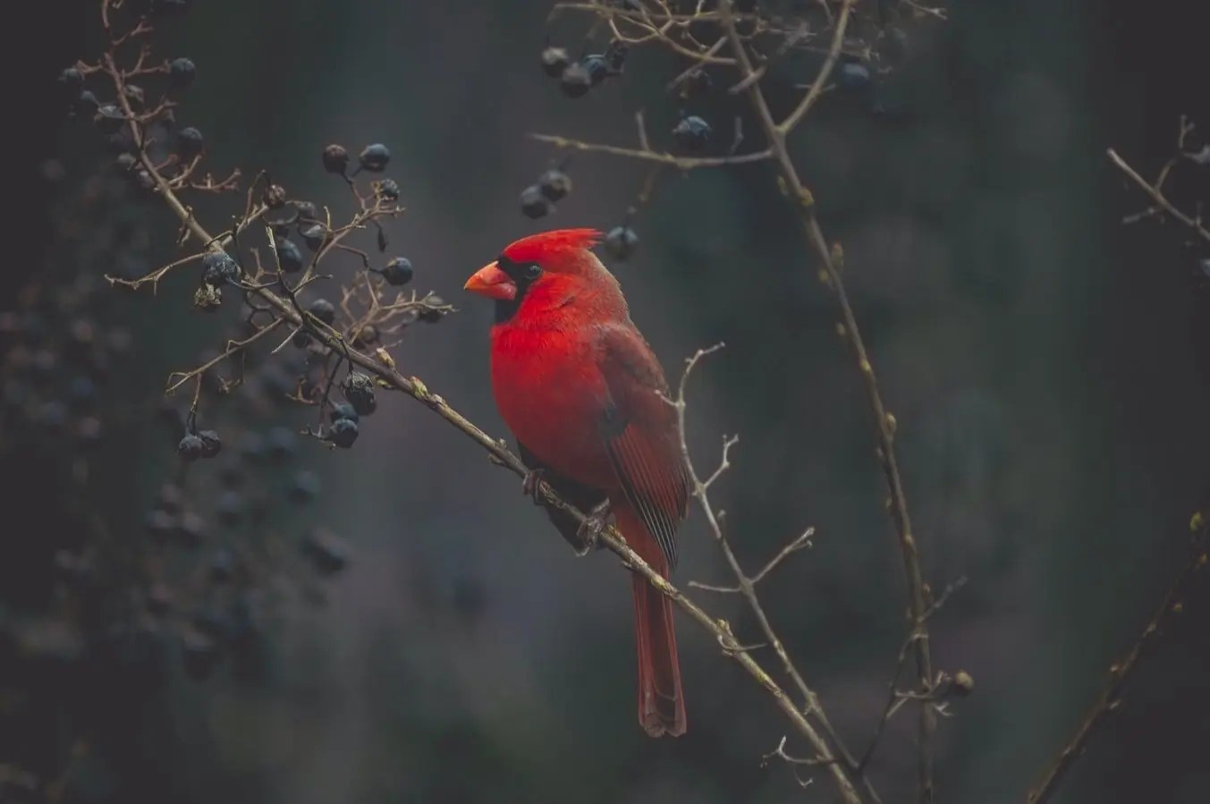  Dulce Munoz On Beautiful Bird Backyard Birds Beautiful Birds Cardinal Birds The search for a new nesting spot begins approximately 2 weeks before the female is ready to nest.