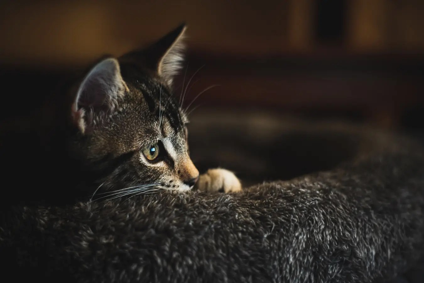 How to stop kitten trying to nurse on spayed cat