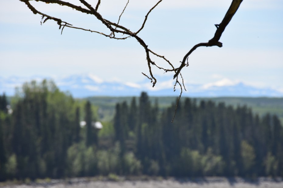 Blurry view of the Rockies through tree branches