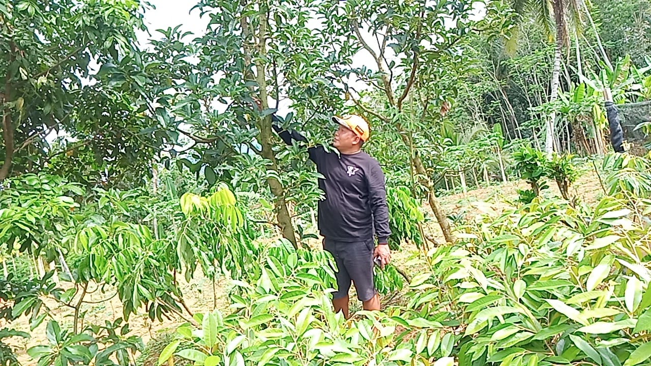 Buku petunjuk teknis ini membahas alpukat mulai dari proses penyiapan bibit, pemeliharaan bibit sampai siap tanam sampai budidaya tanaman di kebun. Cerita Pembudidaya Alpukat Aligator Buah Yang Beratnya Bisa Mencapai 2 Kilogram Borobudurnews