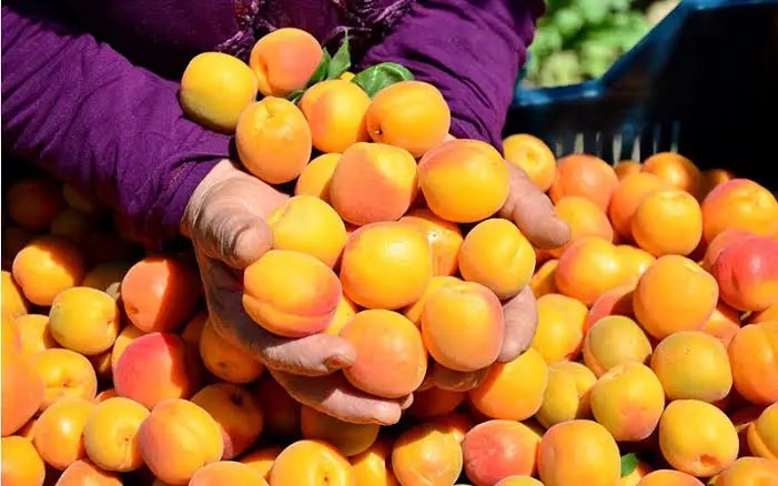 Türk Kuru Kayısı Piyasası: Sezon Başında Fiyatlar Güçlü Seyrediyor