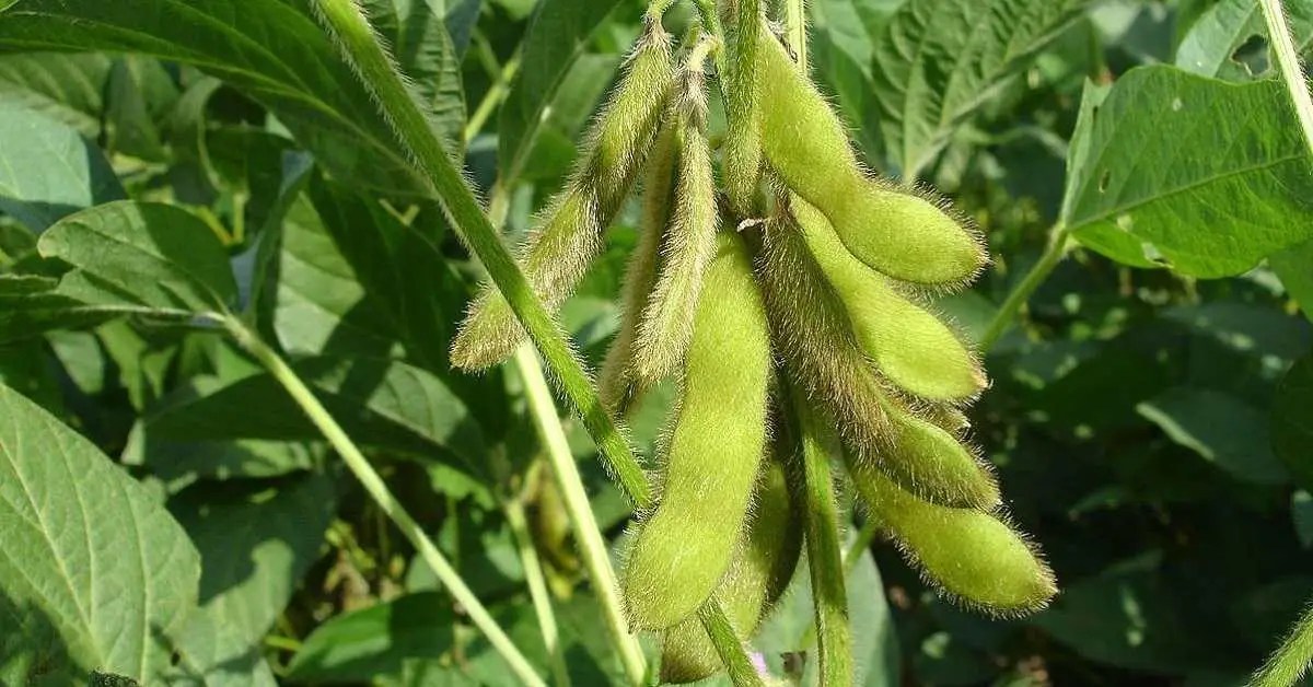 Orta Batı Yağışları Soya Fasulyesi Fiyatlarını Baskılıyor