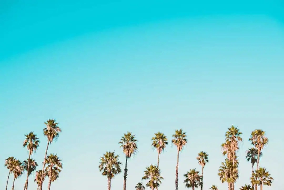 Powerful tall palm trees with lush green fronds line up under a vibrant blue sky, evenly spaced for that ultimate boss vibe. - Boss Uncaged™ OmniMedia Inc.