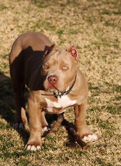 XXL Blue Pitbulls Biggest Pitbull Puppies Kennel