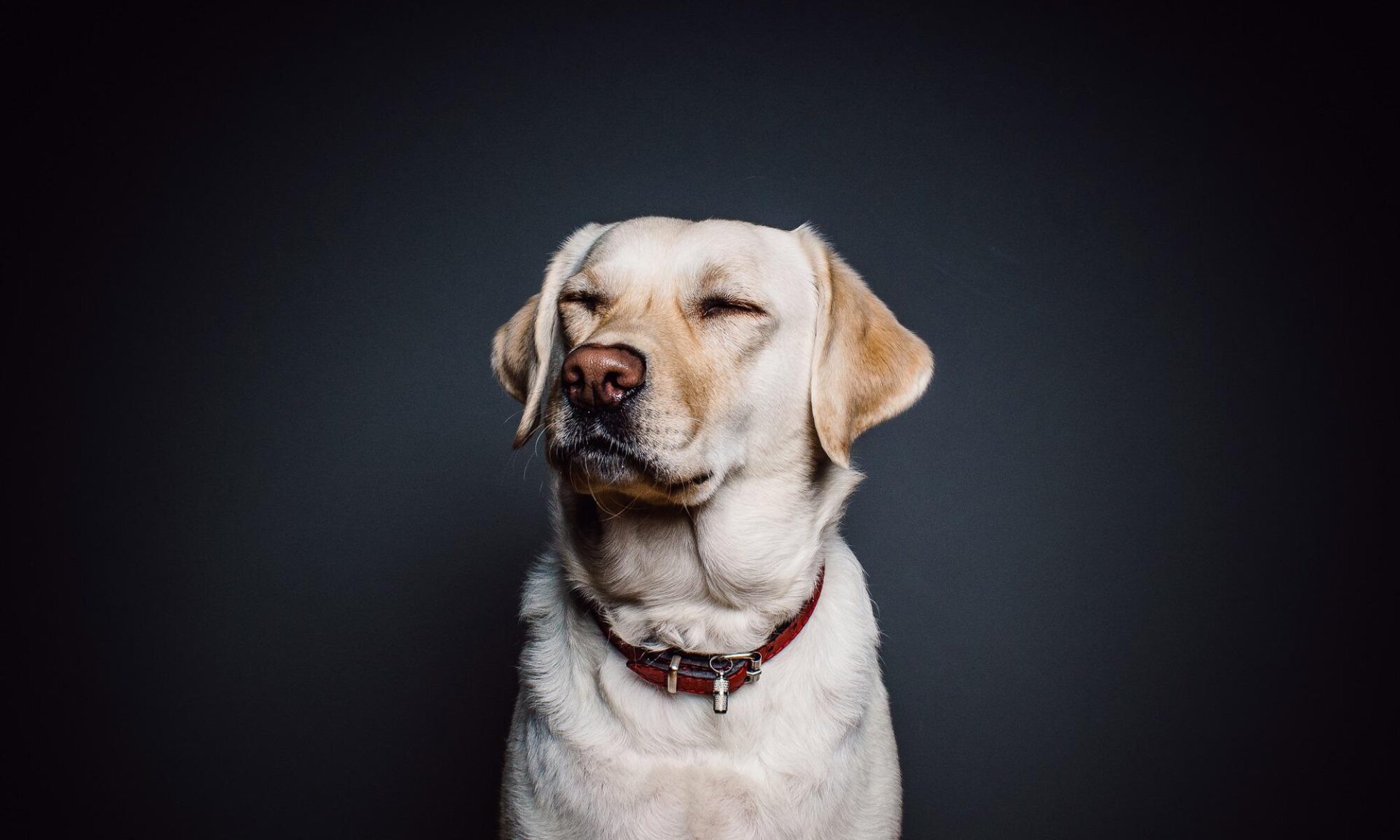 A yellow Labrador in a red collar, eyes closed, calm and content