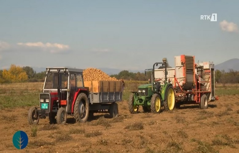 Temperaturat e larta ulin rendimentin e patates, shitja me çmim të mirë