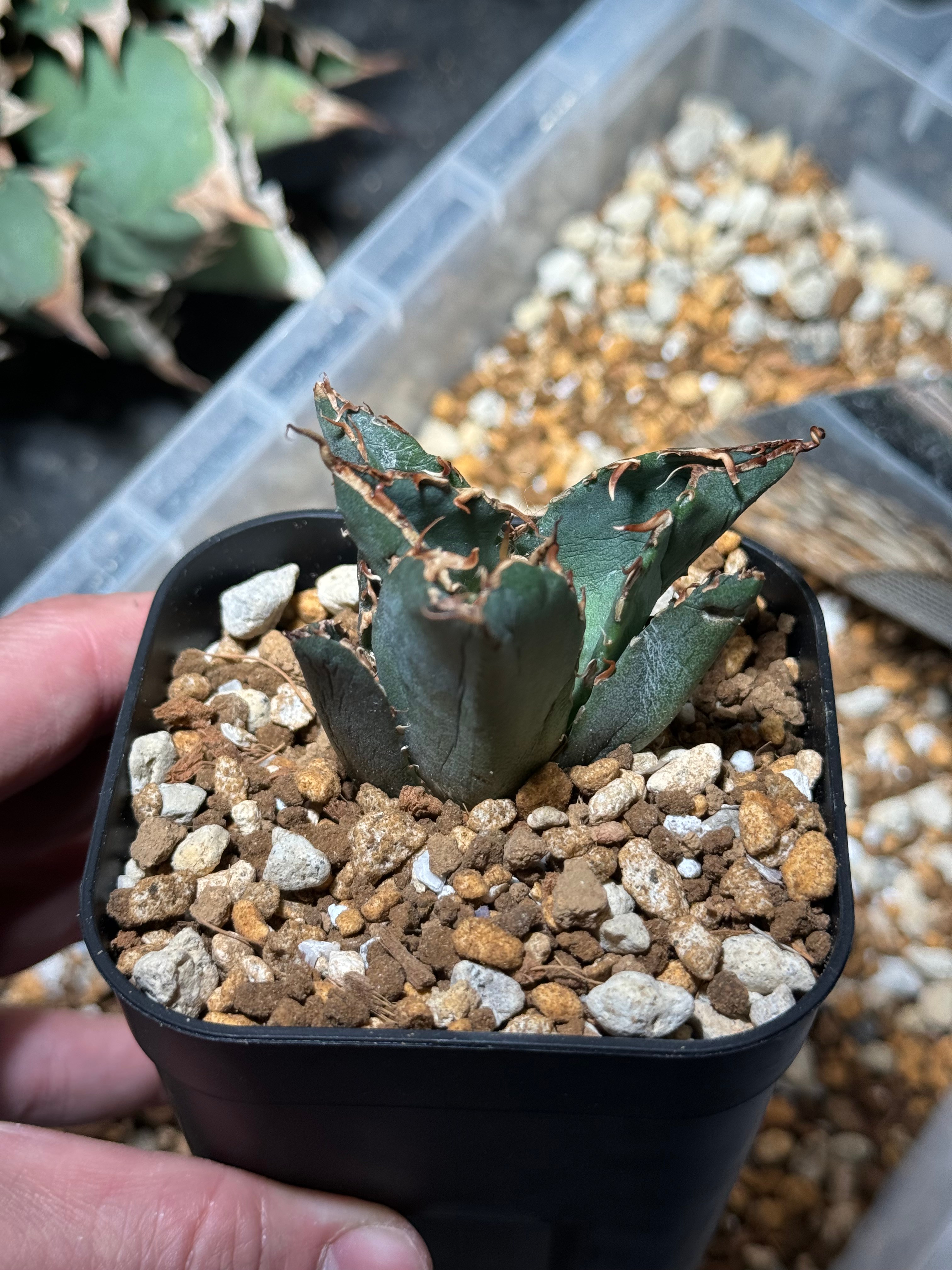 Agave Titanota 