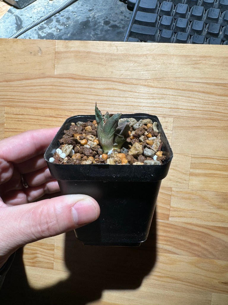 アガベ】魔丸 発根管理 成長記録 | BOTANICAL ZONE ーボタニカル