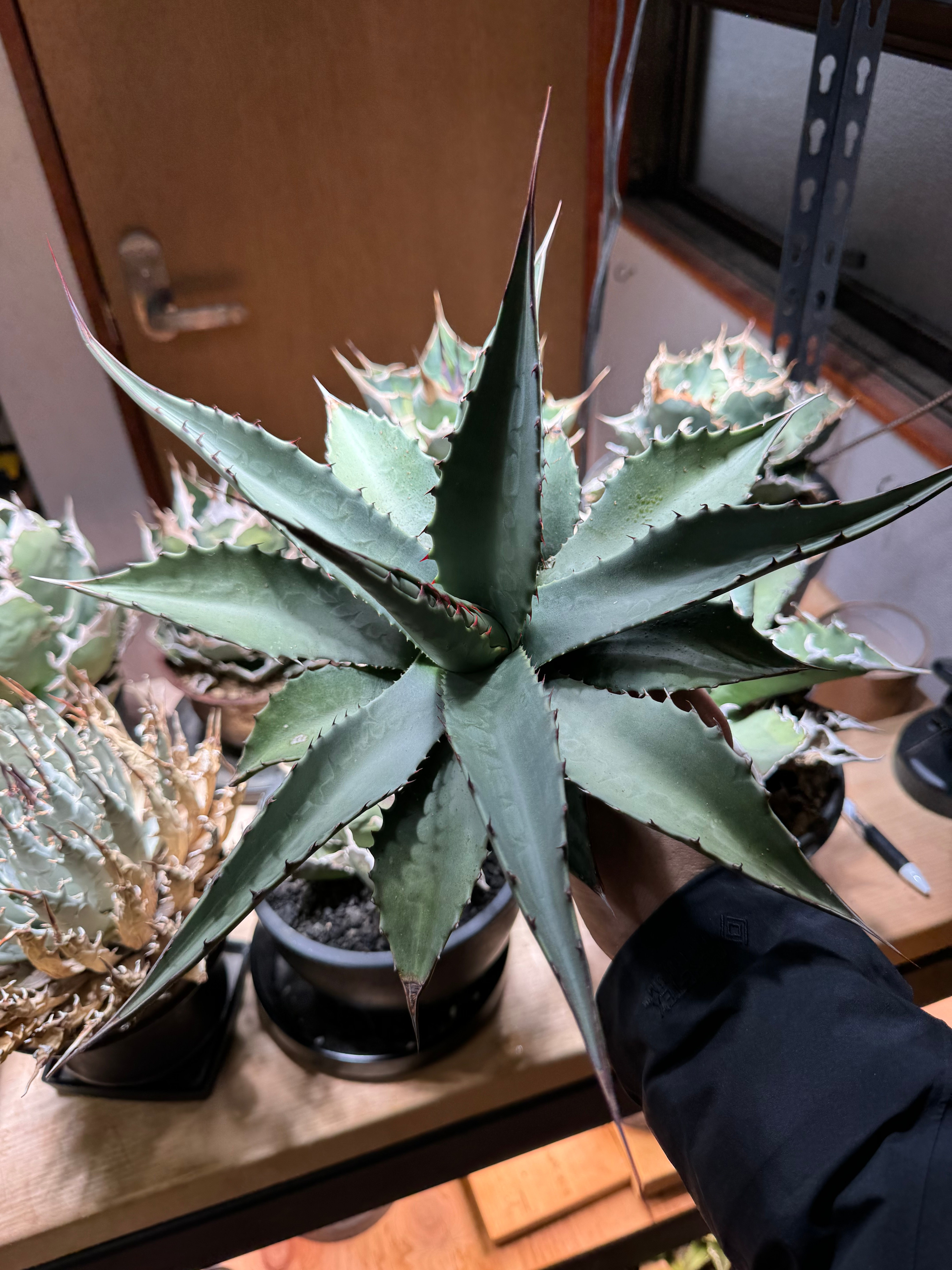 アガベジェントリー ジョーズ 発根管理から成長記録多肉植物⁄観葉