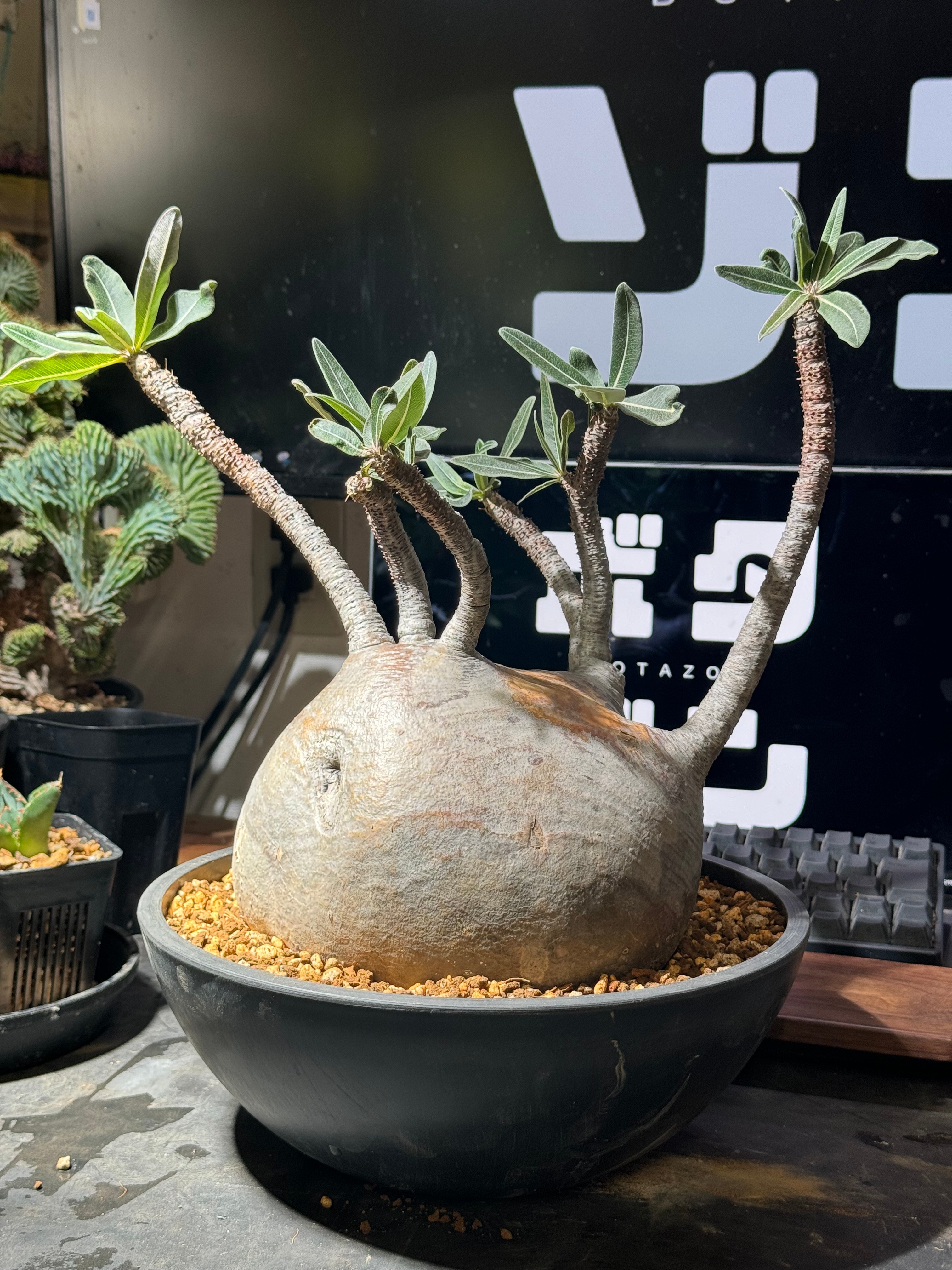 無料配達 9516 「塊根植物」パキポディウム グラキリス XL抜き苗【水耕
