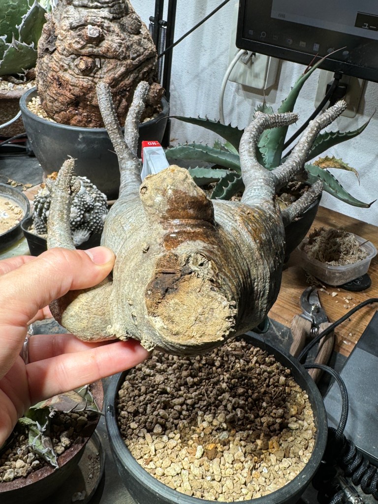 塊根植物】マカイエンセ 魔界玉の発根管理 育成方法・成長記録