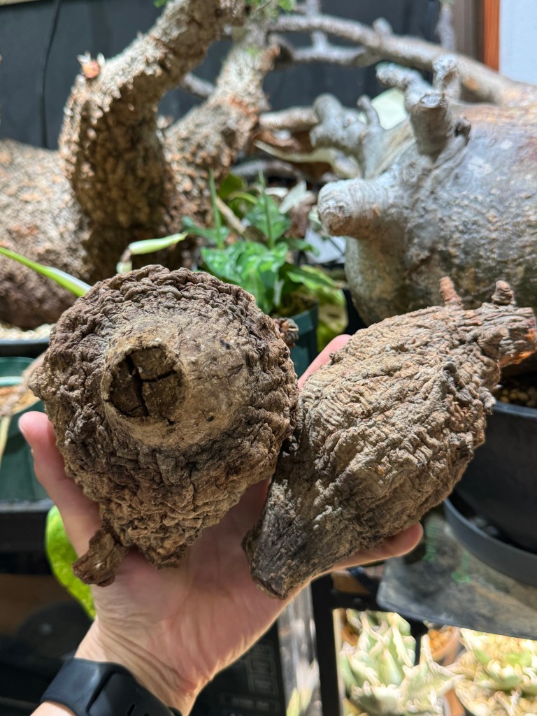 塊根植物 オペルクリカリア パキプス 特選 10株 発根しなかった巨大パキプス😭オブジェとして活躍してもらいます