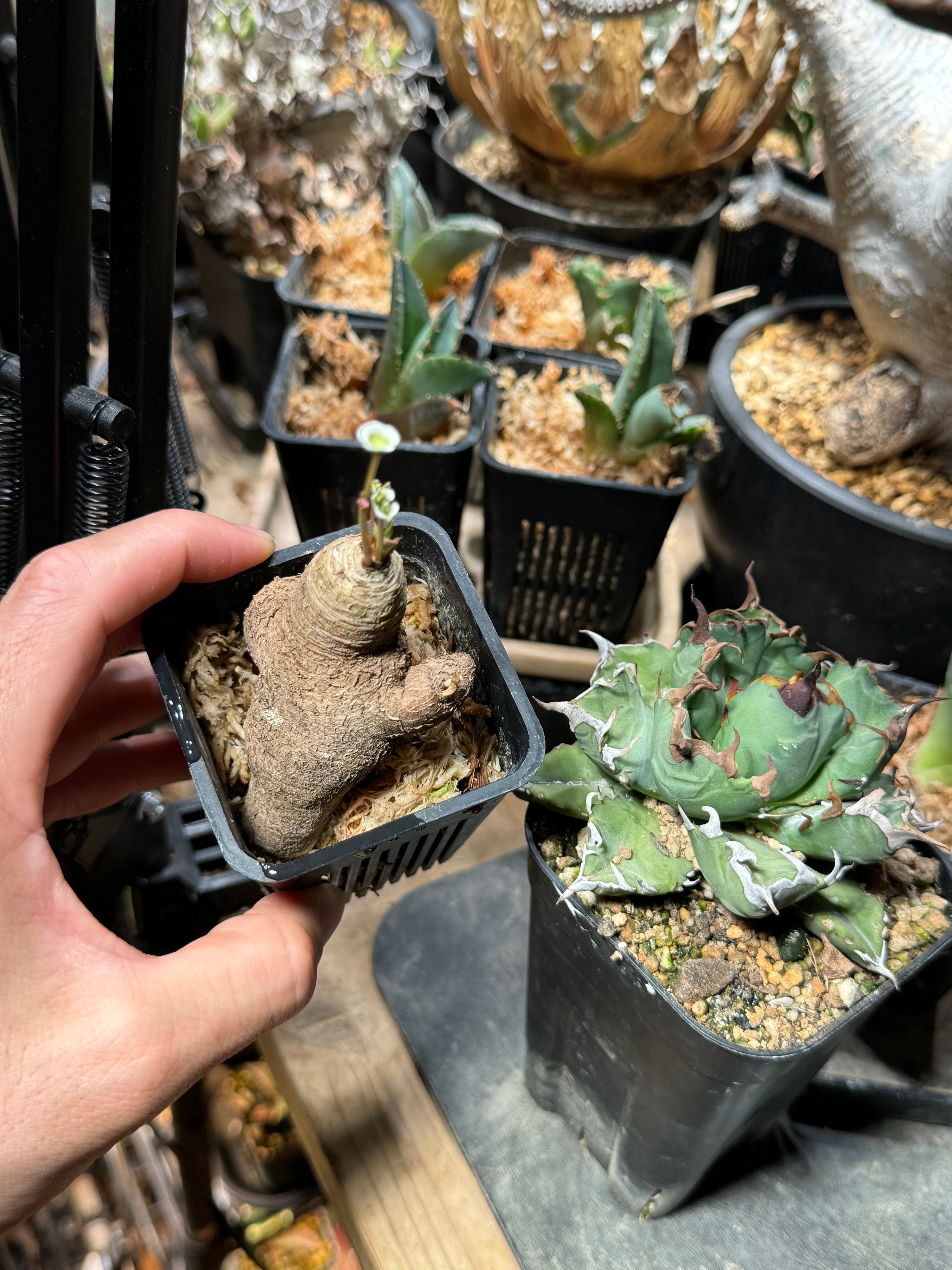 フィッシュスケール - Yahoo!オークション 「多肉植物ユーフォルビア 