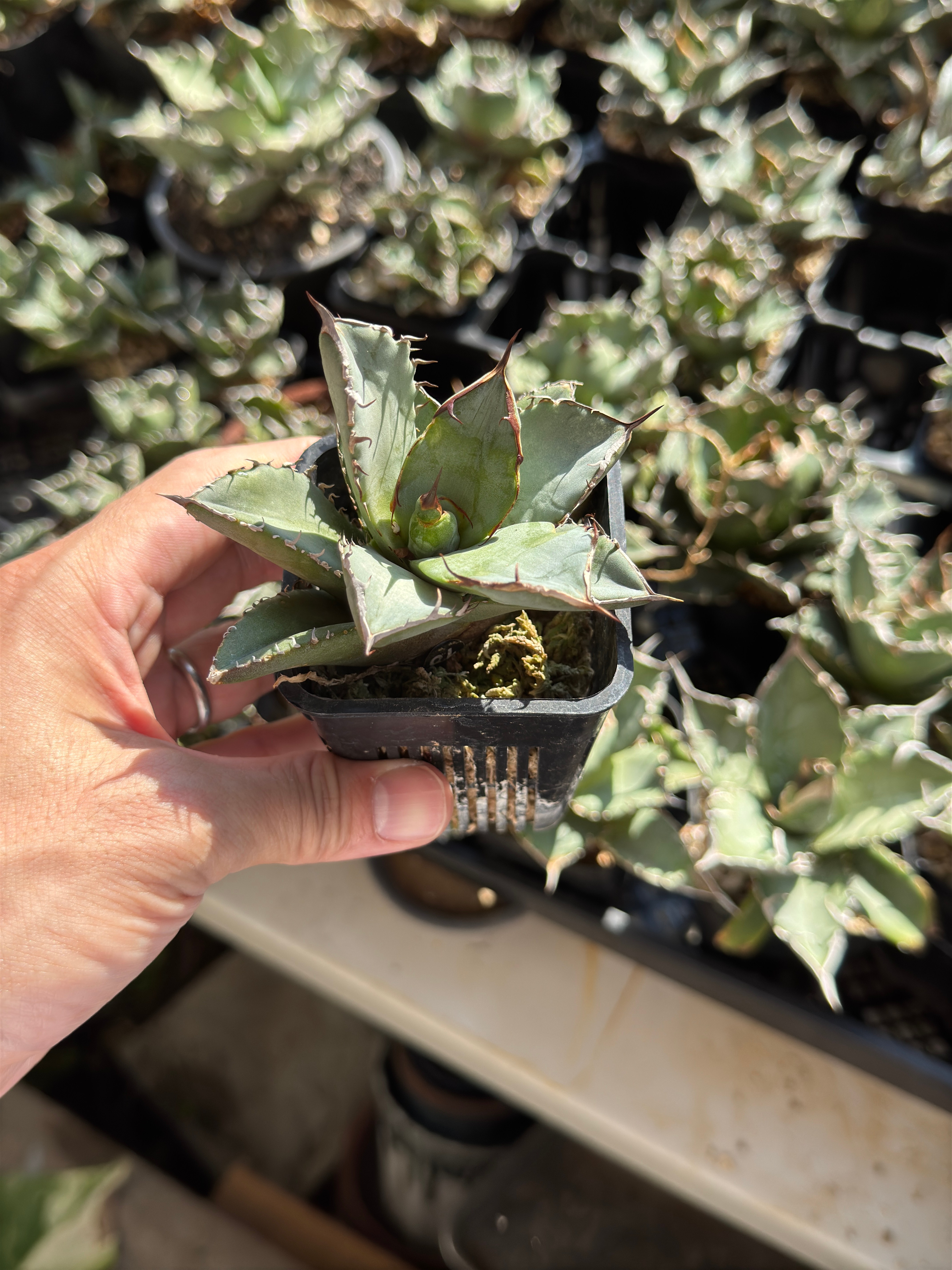 チタノタ 黒犀牛 titanota ever plantsAgave アガベ 黑犀牛（9F291 