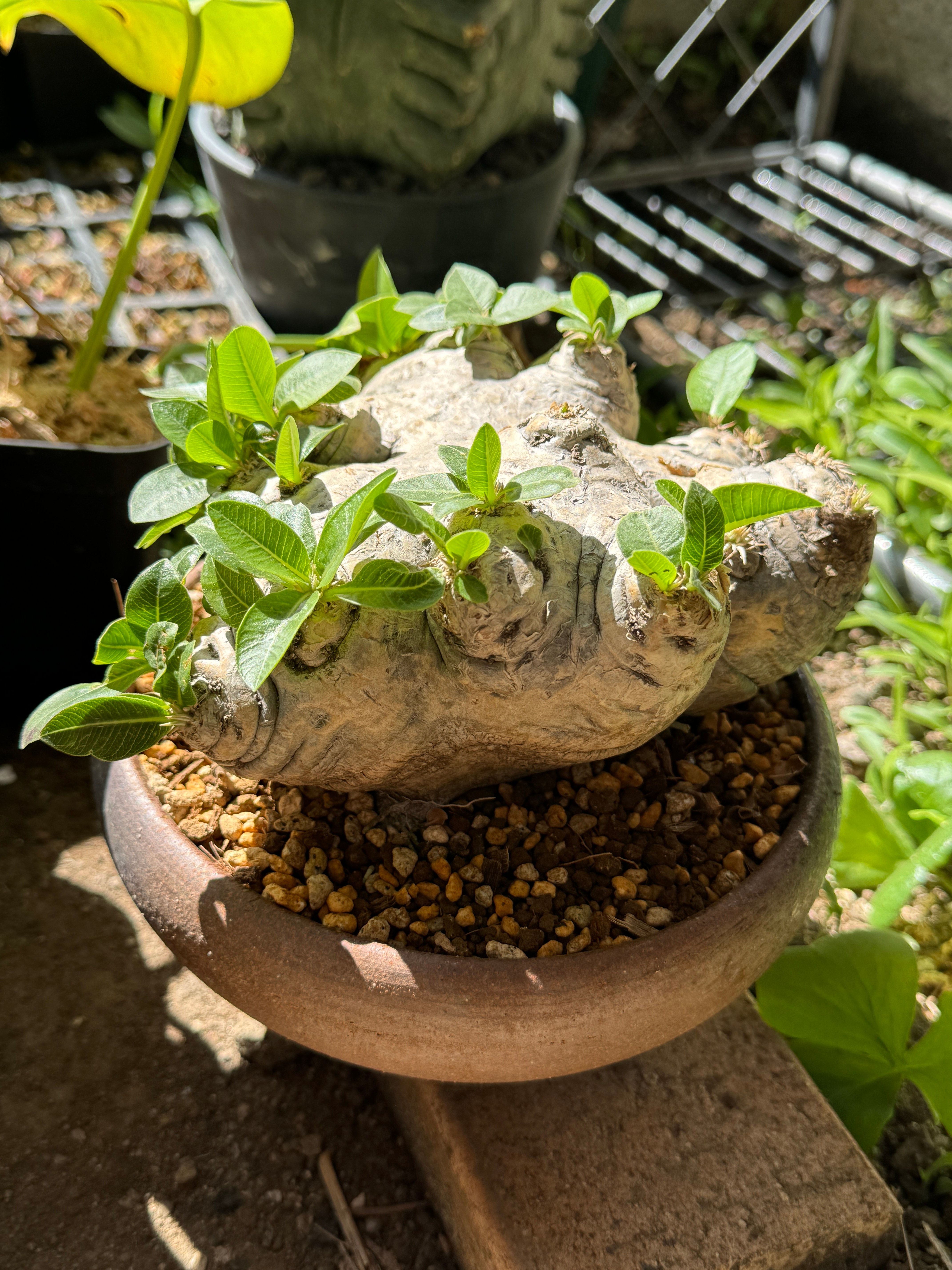 4085 「塊根植物」パキポディウム 恵比寿笑い 抜き苗 【そろそろ植えます・brevicaule・根切確認済・多肉植物・マダガスカル】 観葉植物 花、園芸