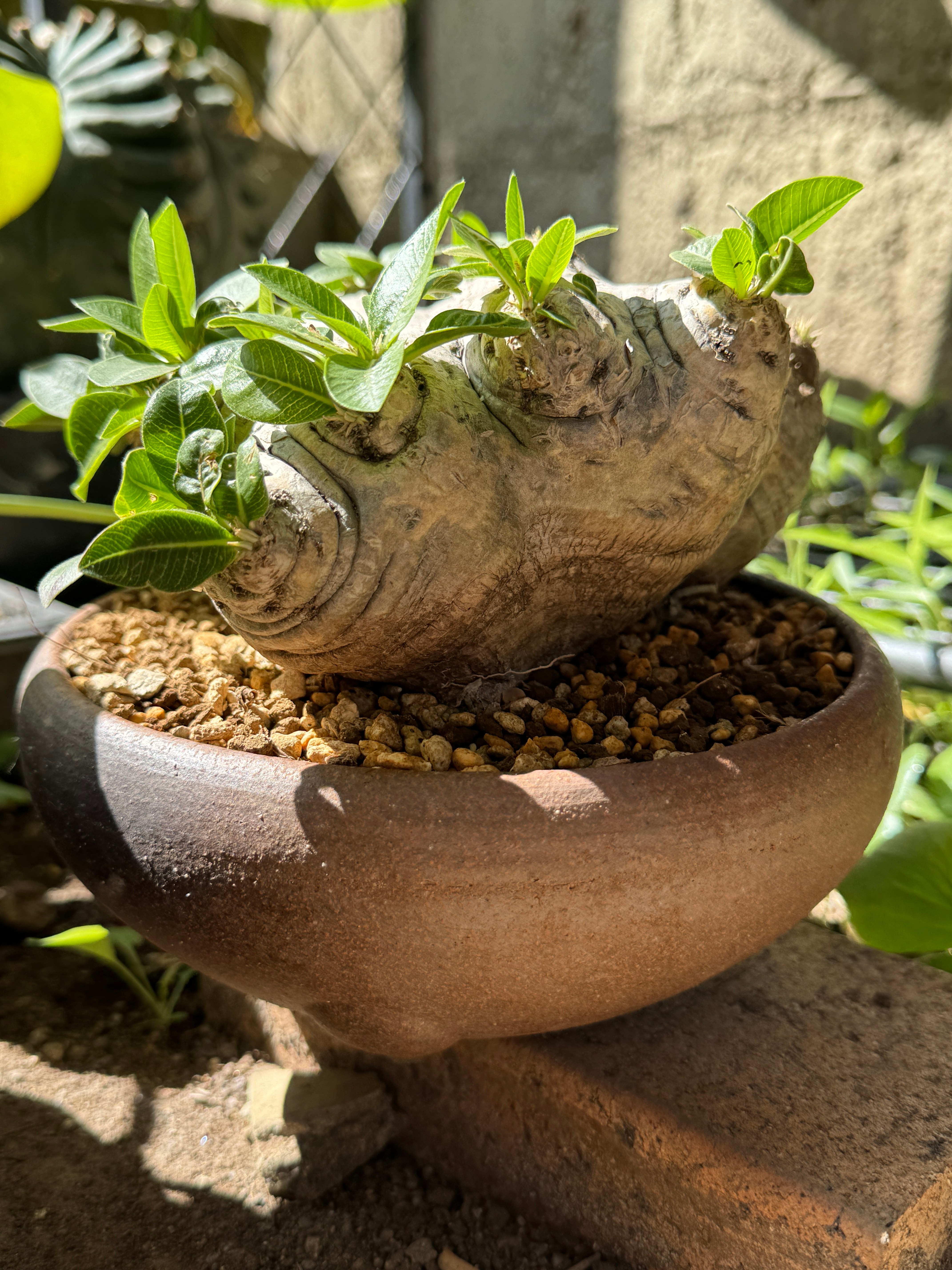 然 ZEN POT 白球 植木鉢 【公式通販】
