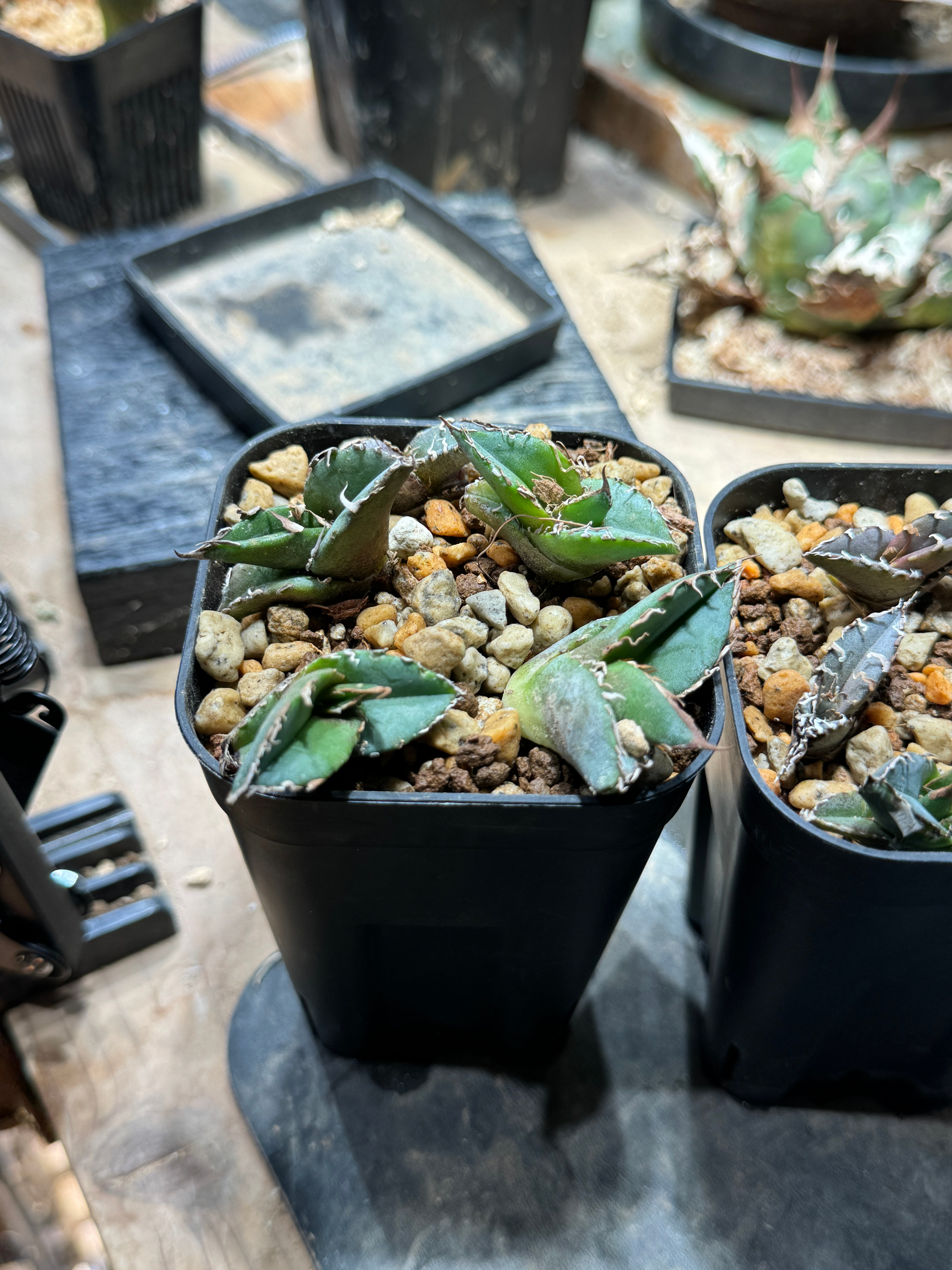 アガベ チタノタ Agave titanota アガベチタノタ 002 姫厳竜 ラスト1株