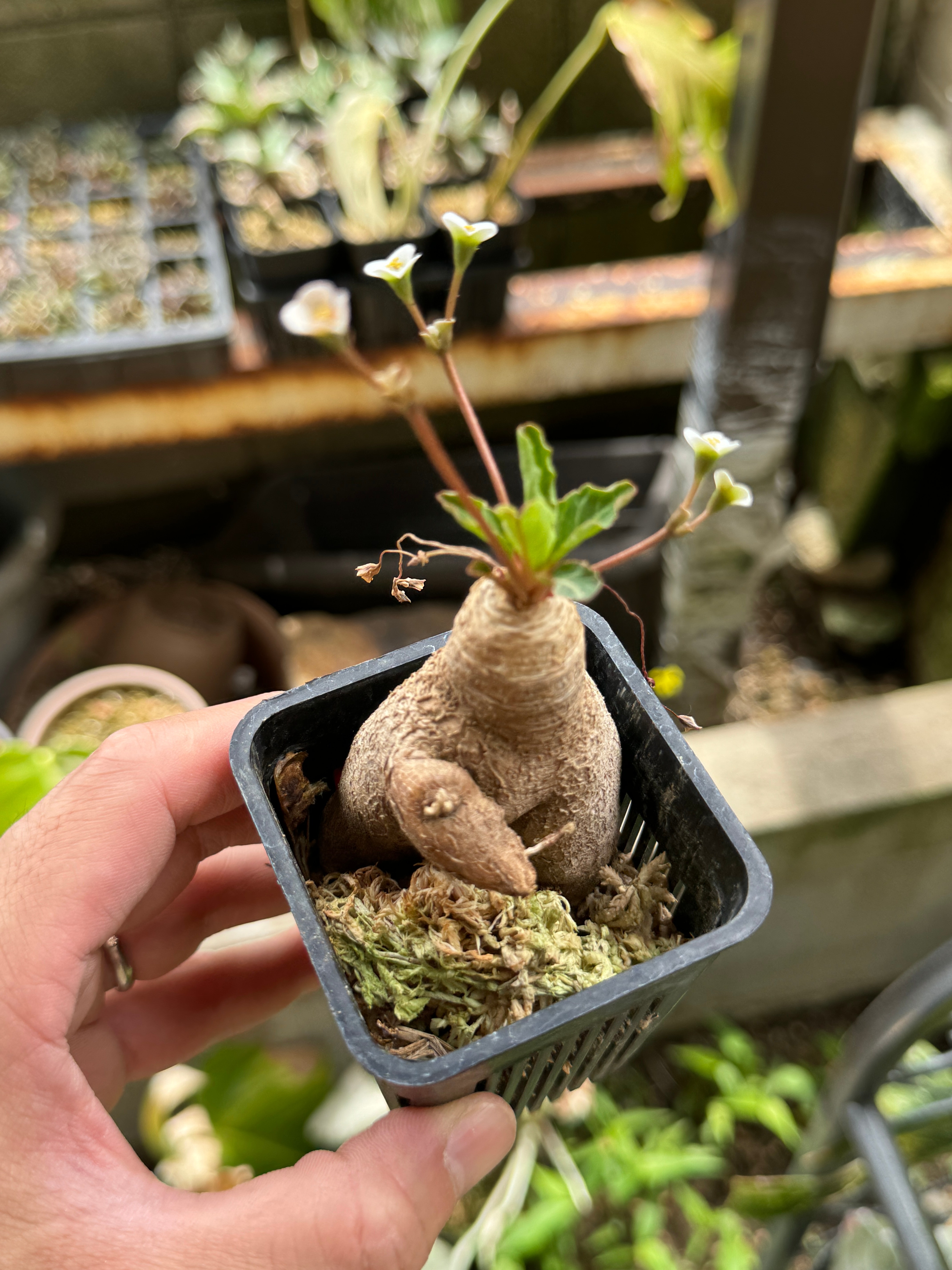 現品限りユーフォルビア・フィッシュボーン 0 「多肉植物 Yahoo